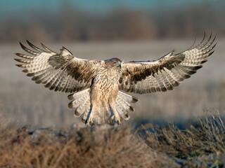 Flying Bonelli's Eagle