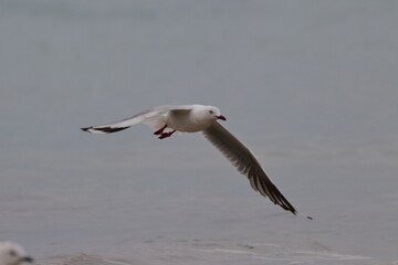 silver gull