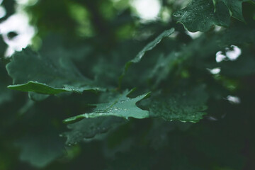 Close-up view of green oak leaves glistening with rain at a serene forest in early morning light