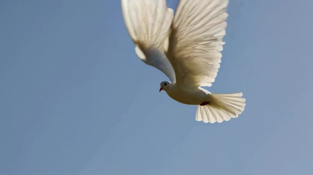 The video captures a serene moment of a bird soaring through a clear blue sky, symbolizing freedom and peace, shot from a low camera angle.