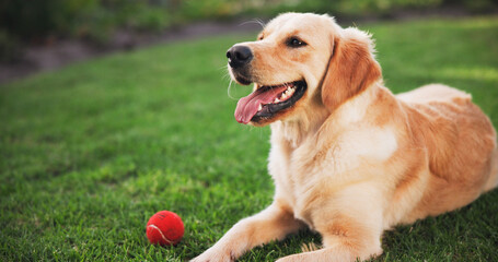 Happy dog, relax and grass field with ball for playful pet, companion or golden retriever on lawn in backyard. Animal, labrador or breed with smile for fun game of catch or fetch in nature or park