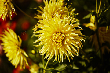 Obraz premium Close-up of vibrant yellow dahlia in full bloom