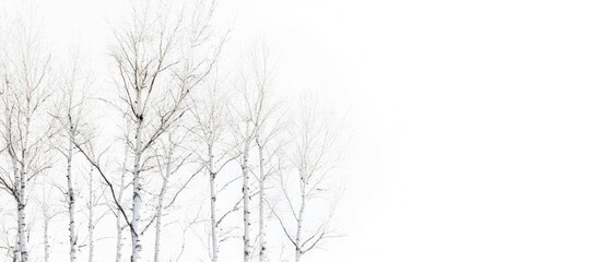 Minimalist composition of white leafless tree trunks on a bright white background emphasizing striking sunlight contrast with shadows on left side.