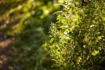 Wild green plants and foliage lit by soft sunlight near a natural outdoor path.