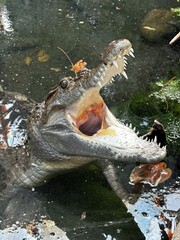 Alligator Mouth  