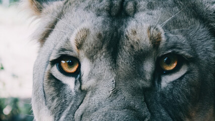 Fierce lion eyes, majestic gaze, showcasing strength and beauty in nature