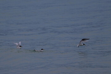 crested tern