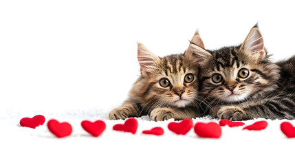 Cute Valentine's Day card with two cats in love and heart-shaped paw prints isolated on white background in HD