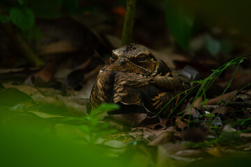Sleepy large tailed nightjar (Caprimulgus macrurus) sleeping on a pile of dry leaves, its camouflage blends the body with dry leaves surrounding
