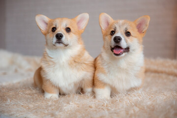 Two cute welsh corgi puppies sitting on the couch at home looking at the camera
