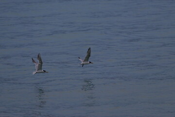crested tern