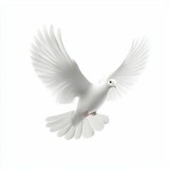 Obraz premium White dove with its wings spread wide in mid-flight, isolated on a clean white background