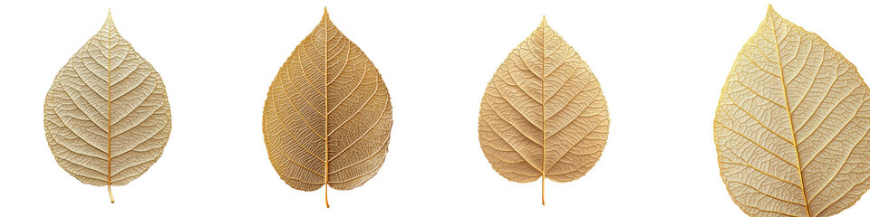 Obraz premium Delicate golden autumn leaves arranged in a simple elegant design pattern This natural botanical background features a minimalist vintage inspired aesthetic perfect for seasonal
