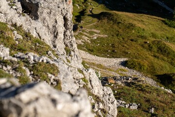 Alpine Marmot in Natural Habitat, Dolomites, Curious Marmot on Rocky Mountain Slope, South Tyrol