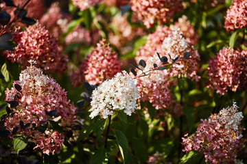 Pink and white hydrangea blooms with green leaves and dark barberry branches in sunlight.