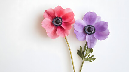 Obraz premium Elegant minimalist arrangement showcasing two crossed anemones on white