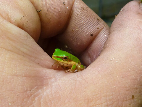 Tiny bright green Australian tree frog sitting in human palm, macro photography showing detailed texture of amphibian skin. Frog's distinctive features against flesh-toned colours. Cairns, Queensland