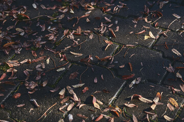 Fallen autumn leaves on wet pavement