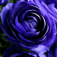 Obraz premium Blue flower blossoming, floral background, decoration