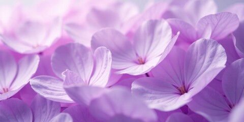 Delicate Lavender Blossoms A Close-Up Study of Soft Petals and Gentle Hues