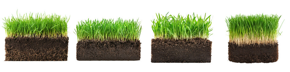 Close up Layers of Soil and Lush Green Grass Depicting Natural Environment and Ecosystem