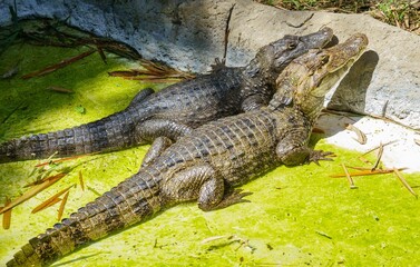 Caimans basking in the sun at a zoo.