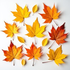 Vibrant Autumn Maple Leaves Collection Orange Yellow Red Fall Foliage Isolated on White Background