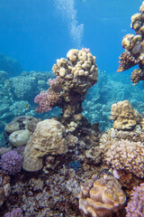 Colorful, picturesque coral reef at the bottom of tropical sea, hard corals, underwater landscape