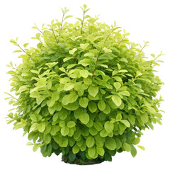 Fototapeta premium lush, fluffy bush with soft, rounded foliage in vibrant green tones, perfect for landscaping or garden design