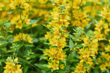 Bright yellow flowers bloom vibrantly in a lush garden during the warm spring season