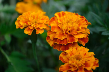 Marigolds, flowers and buds close-up
