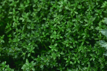 Fresh green thyme plants thriving in a garden bed during sunny summer days