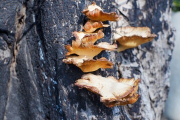 Mushrooms Growing on a Tree Trunk in the Forest