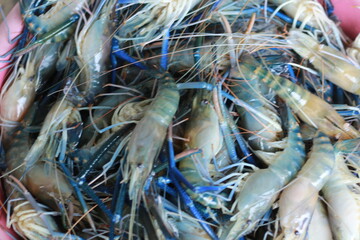  Raw Shrimp on Grill with Charcoal Background