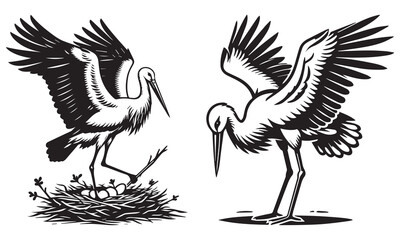 black and white bird