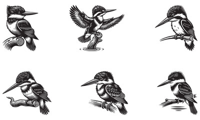 set of birds isolated