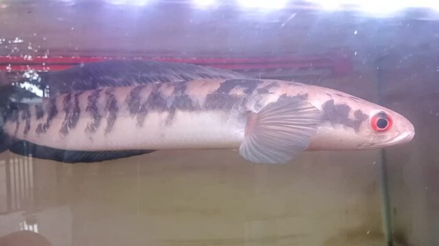 Snakehead channa fish in aquariums are suitable for ornamental fish shop displays