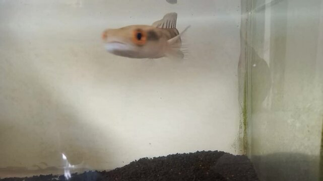 Snakehead channa fish in aquariums are suitable for ornamental fish shop displays