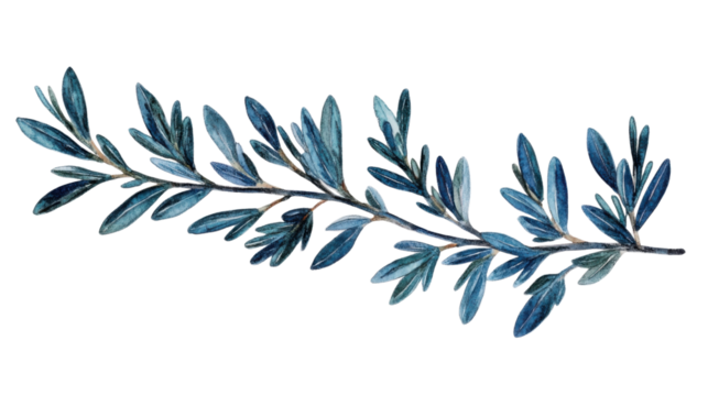 Watercolor painting of an olive branch with blue leaves on transparent background