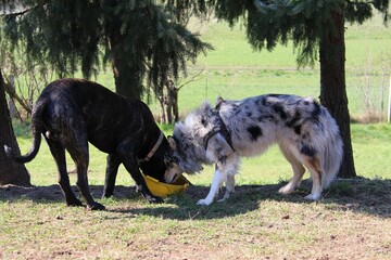 Dogs sharing a bowl in a sunny park.