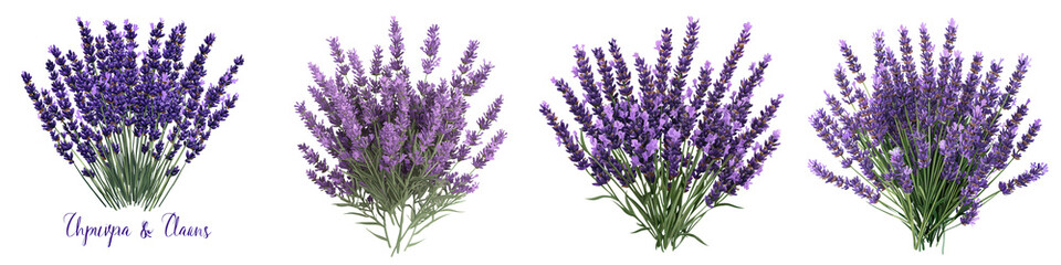 Naklejka premium Lush vibrant bunches of fragrant lavender flowers blooming in a picturesque purple field creating a serene calming and therapeutic natural scene for wellness beauty and design purposes
