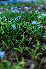 Siberian squill (Scilla siberica) flowers blooming in early spring with vibrant blue petals among fresh green leaves. Close-up of delicate primroses growing on dark soil with a blurred background.  
