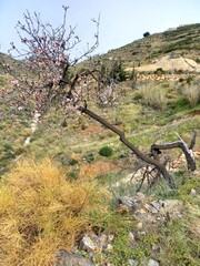 Almond blossom at Almuñécar in Andalusia in the south of Spain