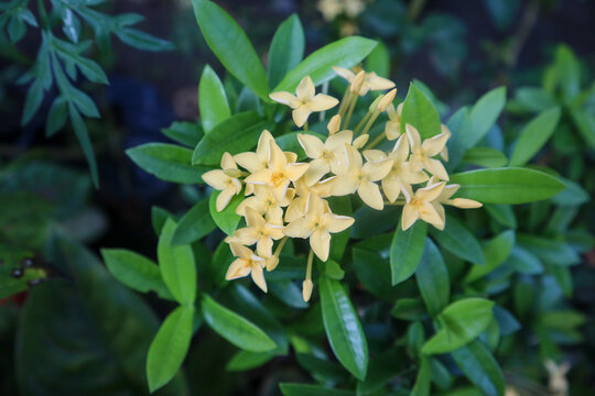 yellow ixora flower in the garden with blurry background