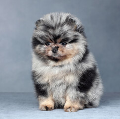 Obraz premium Cute little pomeranian puppy. Funny fluffy puppy
