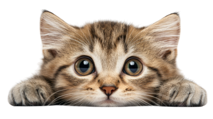 Captivating blue eye of a cat, closeup portrait of feline beauty and mystery closeup