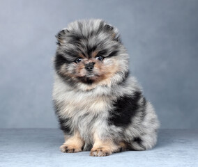 Obraz premium Cute little pomeranian puppy. Funny fluffy puppy