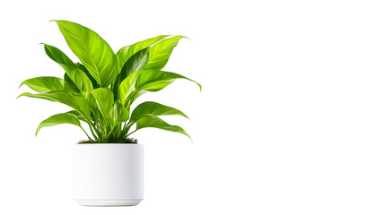 Vibrant potted plant, a touch of nature for your home decor enhance