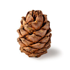 Pine cone showcased on a clean white background, highlighting its natural beauty