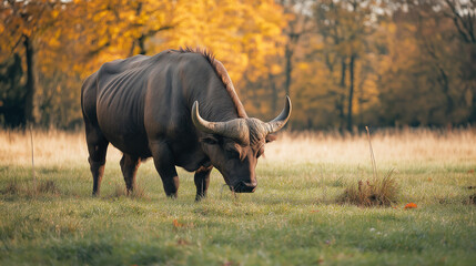 Obraz premium American bison grazing in autumn meadow. Perfect for wildlife conservation and national parks photography.